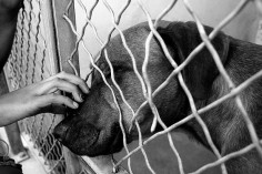 4 Ways to Help Dogs in Need