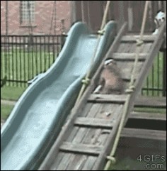 4gifs: Bulldog puppy loves the slide. [video]