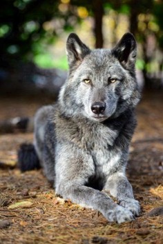 5 Amazing wolf Hybrids you have ever seen
