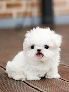 5 Cutest Teacup puppies you have ever seen | The Pet's Planet