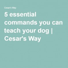 5 essential commands you can teach your dog | Cesar's Way