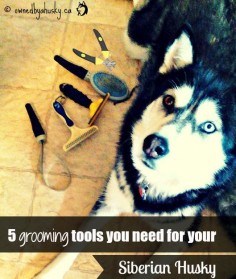 5 Grooming Tools You Need For Your Siberian Husky