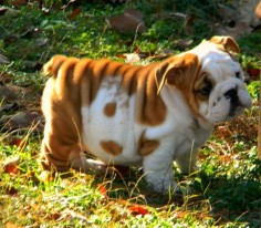 5 interesting facts about bulldogs | Fact#04
