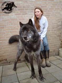 5 Most Amazing Wolf Hybrid Dogs You Have Ever Seen | Pets Place