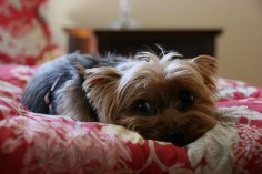5 Problems Only Yorkshire Terrier Owners Will Understand