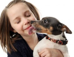 5 Reasons Why Dogs Like To Lick Us