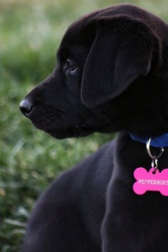 5 Reasons why Labrador Retrievers make good family pets :)