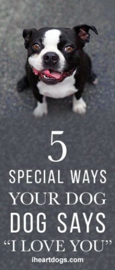 5 Special Ways Your Dog Says I Love You