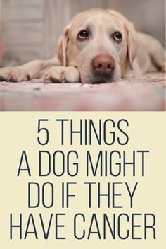 5 Things a dog might do if they have cancer.