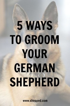 5 ways to groom your #GermanShepherd
