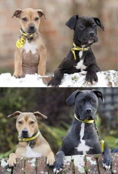 5 years together. Doggie sibling pic through the years, so cute!