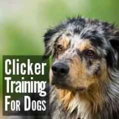 52 Tricks to Teach Your Dog.  Would love to teach my next pup to be clicker trained.