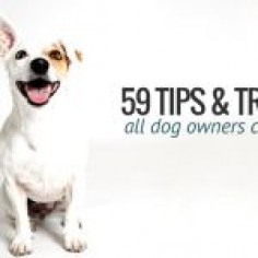 59 Simple Tips & Tricks All Dog Owners Should Know