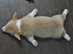 6 Corgi Puppies Sleep Their Way Into Your Heart // Too cute!