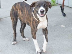 6/17/16 SL!! **SICK** - TO BE DESTROYED - due out date was 06/13/16 can be gone anytime - PUPPY ALERT** - DUTCHESS - #A1075837 - Urgent Brooklyn - FEMALE BR BRINDLE/WHITE AM PIT BULL TER MIX, 7 Mos - STRAY - NO HOLD Intake 06/01/16 Due Out 06/04/16 - CAME IN WITH CIRDC, CONT. TX.
