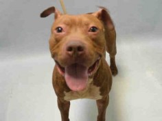 ●6•27•16 STILL THERE●HEADY - A1077353 - URGENT BROOKLYN - MALE BROWN/WHITE AM PIT BULL TER MIX, 2 Yrs - STRAY - NO HOLD Intake 06/13/16 Due Out 06/16/16