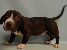 ●6•28•16 STILL THERE●**PUPPY ALERT** - JACOBI - #A1078089 - Urgent Manhattan - MALE CHOCOLATE/WHITE STAFFORDSHIRE/BASSET HOUND, 6 Mos - OWNER SUR - EVALUATE, NO HOLD Reason TOO MANY PETS - Intake 06/19/16 Due Out 06/19/16 - CAME IN WITH AURELIS - #A1078087; BLANCA #A1078085
