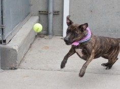 6/29/16 STILL THERE!! SUPER URGENT Brooklyn Center Brooklyn Center My name is KINU. My Animal ID # is A1065289. I am a female br brindle and white am pit bull ter mix. The shelter thinks I am about 7 YEARS old. I came in the shelter as a OWNER SUR on 02/17/2016 from NY 11221, owner surrender reason stated was MOVE2PRIVA.