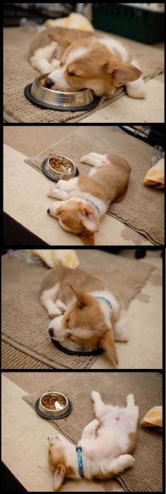 8 Passed Out Puppies That Will Make You Melt