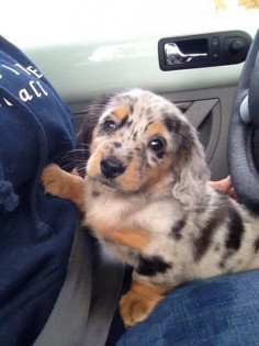 8 week old long haired miniature dapple dachshund. So cute!!