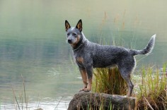 9 Hearty Facts About Australian Cattle Dogs