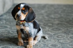 9. One thing I cannot live with out is Baily Blue, my bluetick beagle! #bareMinerals #READYtowin