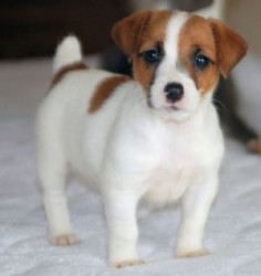 a ADORABLE Jack Russel puppy