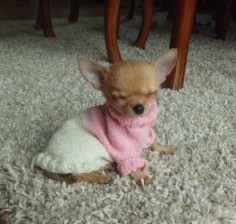 A baby chihuahua wearing a pink and white knit sweater.
