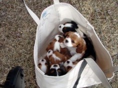 A bag of Cavalier King Charles Spaniel puppies! I'll take a bag!