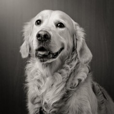 A beautiful Golden Retriever smile by Keiko _ on 500px - #dog #goldenretriever #golden #portrait