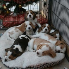 a bed full of beagles
