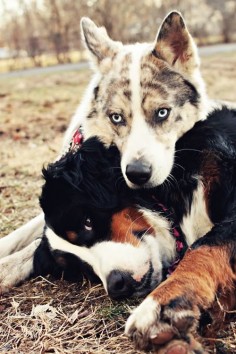 A Bernese Mountain Dog and Husky Mix.