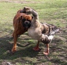 ..A blind boxer named Baks got a whole new lease on life thanks to a goose named Buttons. The goose leads Baks around everywhere either by hanging onto him with her neck, or by honking to tell him which way to go. Owner Renata Kursa, of Lublin, Poland, was heartbroken when Bak was left blind after an accident. 'But gradually Buttons got him up on his feet and started walking him around. They're inseparable now - they even chase the postman together.'Awww