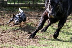 A blue heeler/ Australian Cattle Dog: "35 pounds of grit"