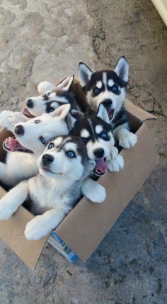 A box full of siberian huskies. What would be a greater gift?