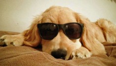 A breeder was going to euthanize the golden retriever, but a family adopted him and discovered that puppy Ray was just as cool as his famous namesake.