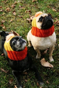 A canine candy corn pair.
