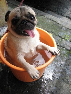 A clean pug is a happy pug :)