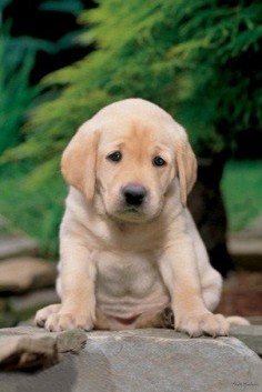 A Cute, Sad Looking Labrador Puppy - Labrador Puppy
