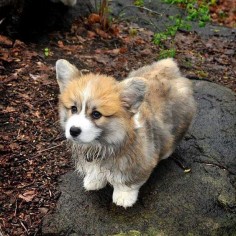 A cutie. ..fluffy corgi