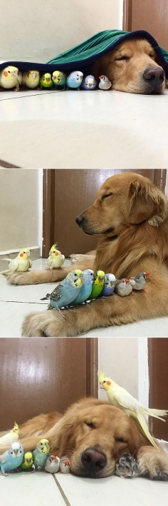 A Dog, 8 Birds and a Hamster Are the Most Unusual Best Friends EVER.