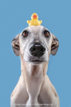 A dog and his duck by Elke Vogelsang - Photo 154393415 - 500px