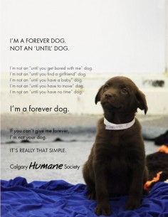 A dog is for life~