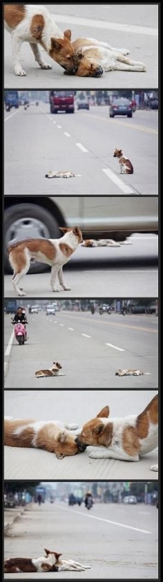 A dog rescues his injured friend bout to cry
