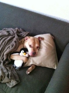 A dog who is taking a “sick day” to spend more time with his penguin.