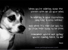 A Dog's Prayer for grieving humans | Happiness awaits - I Believe In Dog Heaven : I Believe In Dog Heaven