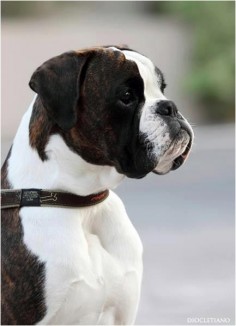 A Fabulous Boxer dog - Anabolic von Jess Box