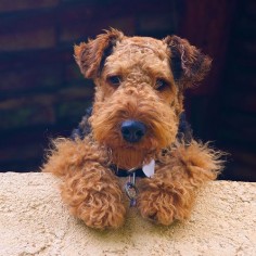 A face you can't help but love! Airedales and Welsh Terriers are so cute !!