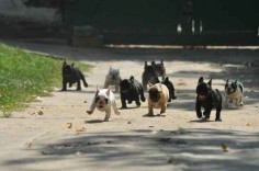 A Frenchie stampede!