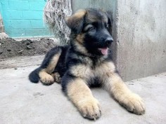 A German Shepherd puppy laying down against a concrete wall